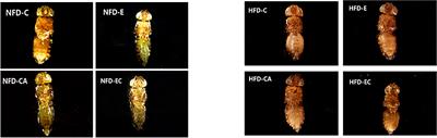 Exercise and/or Cold Exposure Alters the Gene Expression Profile in the Fat Body and Changes the Heart Function in Drosophila